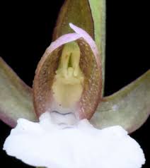 Image result for Neobolusia