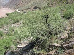 Image result for Osyris