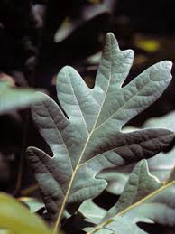 Maybe you would like to learn more about one of these? Quercus Alba White Oak Native Plants Of North America