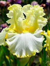 Iris Material Girl New Pinterest The Tool For Search And Storage Of Interesting Ideas Redkie Cvety Semena Cvetov Cvetki Irisa