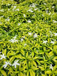 Image result for Tabernaemontana penduliflora