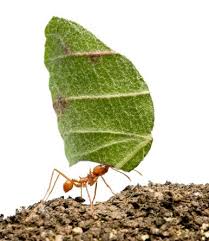 April Is Mating Season For Winged Pairs Of Texas Leafcutter Ants After Mating The Male Dies And The Female Who Bears A Interesting Invertebrates Ants