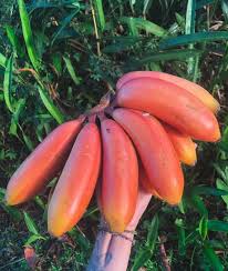 Image result for Musa acuminata