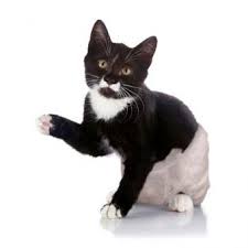 We may earn commission on some of the items you choose to buy. Does Your Cat Need Diapers Lovetoknow