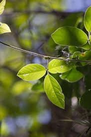 Image result for Galactia striata