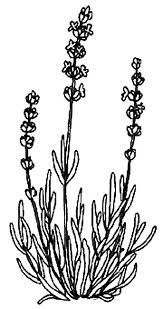Trandafiri, lalele, floarea soarelui, zambile, ghiocei si multe alte flori te asteapta sa le colorezi. Planse De Colorat Flori Lavanda De Colorat P06 Desene De Colorat Flori Lavanda De Colorat P06
