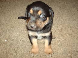 See more of black and tan coon hound puppies on facebook. Black And Tan Labrador Retriever Puppy Puppy In Training