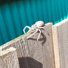 Serving the sacremento area since 1990. All In One Pest Control Termites 19 Photos Pest Control Service