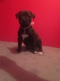 There are 108 presa canario puppy for sale on etsy, and they cost $19.55 on average. Perro De Presa Canario Puppy Dog For Sale In Chesapeake Virginia
