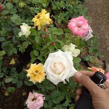 Jaminan varietas asli apabila beli di kami. Jual Bibit Bunga Mawar Holland Besar Shopee Indonesia