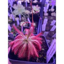 Image result for Drosera pilosa