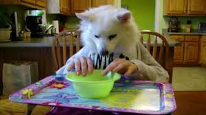 Maybe you would like to learn more about one of these? Dogs With Human Hands Dailymotion Video