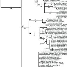 Image result for Hirpicium antunesii