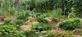 As you're planning your permaculture garden, consider where water pools and washes away on your property, as well as what areas need water the most. How To Establish A Small Space Intensive Food Garden The Permaculture Research Institute