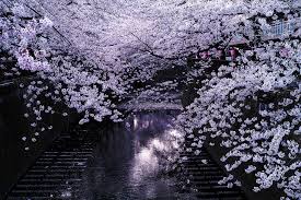 10 gambar wallpaper bunga sakura gambar top 10. Inilah 24 Foto Bunga Sakura Terbaik Tahun Ini Menakjubkan Berita Jepang Japanesestation Com
