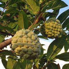 Fruit world cherimoya tropical fruits fruit and veg strange fruit fruits and veggies fruit garden fresh fruit fruit trees. Deaflora Cherimoya Samen