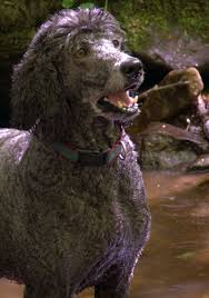 Image result for irský vodní španěl