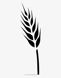 Make a coloring book with triangle cereal for one click. Drawing Triticale Food Grain Coloring Book Cereal Grains Drawing 1000x1000 Png Download Pngkit