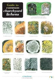 Guide To Common Churchyard Lichens Identification Chart By