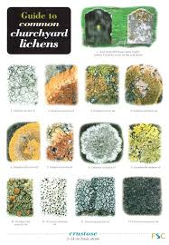 guide to common churchyard lichens identification chart by