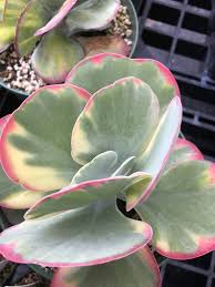 Kalanchoe Luciae Fantastic Succulents Plants Planting Succulents