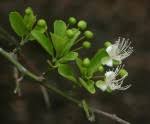 Image result for Capparis citrifolia