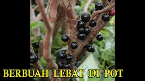 Check spelling or type a new query. Menanam Bibit Anggur Pohon Preco Yang Cepat Berbuah Khas Amerika Latin Bibit Buahku