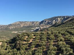 Olive Fields Around Subbetica Natural Park Natural Park Cycling Holiday Granada