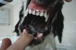 (vidéos en story)la chenille processionnaire. Chien Et Chenille Processionnaire Symptomes Et Traitement