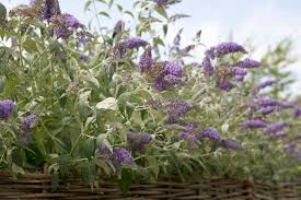 Image result for buddleia davidii