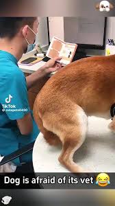 Videoclipuri postate de Dan Csiszer (@dancsiszer4) cu sunet original