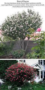 Plant Care Guides Rose Of Sharon Tree Rose Of Sharon Shrubs