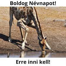 Neved napján köszöntelek kedvesem, megkérnélek, feküdj mellém ma este is nedvesen… boldog névnapot!!! Boldog Nevnapot Ferfiaknak Vicces Szuletesnapi Koszontok