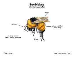 bumblebee bee diagram bee environmental education