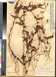 Image result for Monocymbium