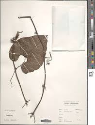 Image result for Cogniauxia