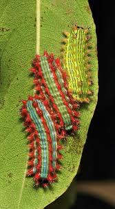 Black And White Striped Caterpillar With Orange Head Stinging Nettle Slug Caterpillars Cup Moths Parasa Sp Limacodidae Triple Streak Insects Bugs Insects Beautiful Bugs