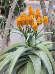 Image result for Aloe tauri