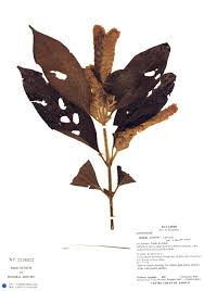 Image result for Justicia fittonioides