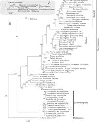 Image result for Ochna katangensis