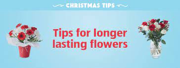 Whether you're wanting to keep your garden looking its very best or you're in need of indoor flowers to flowering plants can cheer up any room, winter bloomers can banish thoughts of cold and frost on even the coldest nights or welcome spring into your. Flower Tips Aldi Australia