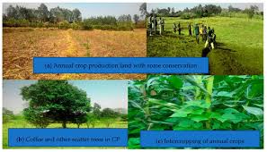 Image result for Maerua aethiopica