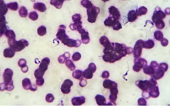 Companion Animal Parasite Council | Trypanosomiasis