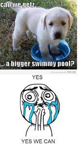 Swimmin Pool Cute Funny Animals Funny Animals Cute Animal Pictures
