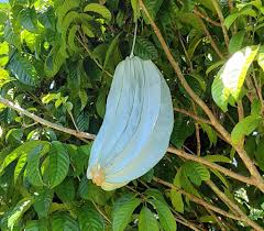 Image result for Telfairia pedata