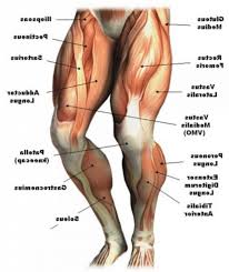 Muscles are made of microscopic filaments which contract and slide …. Did You Know Human Thigh Bones Are Stronger Than Concrete Human Muscle Anatomy Leg Muscles Anatomy Body Muscle Anatomy