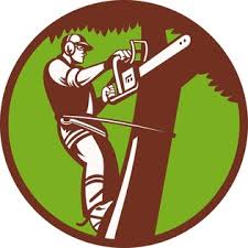 Your exterminator in grand rapids mi providing pest control for all common insects and rodents in the local area. Grand Rapids Tree Service Tree Trimming Removal In Grand Rapids