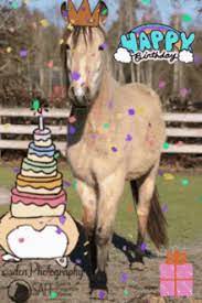 Happy Birthday Horse Gifs Tenor Dogbook birthday greeting for all of our dog friends. happy birthday horse gifs tenor