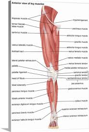 Healthy muscular structure and bones. Tradicija Issimaudyk MÄ—sainis Leg Muscles Comfortsuitestomball Com