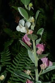 Image result for Podalyria